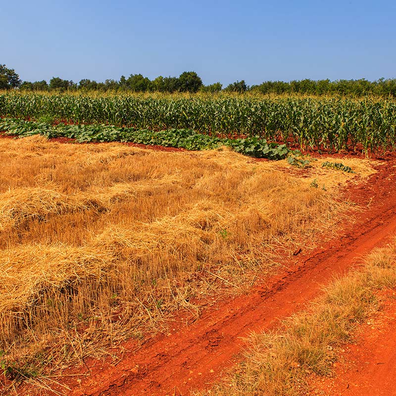 the colors of joy of our fields